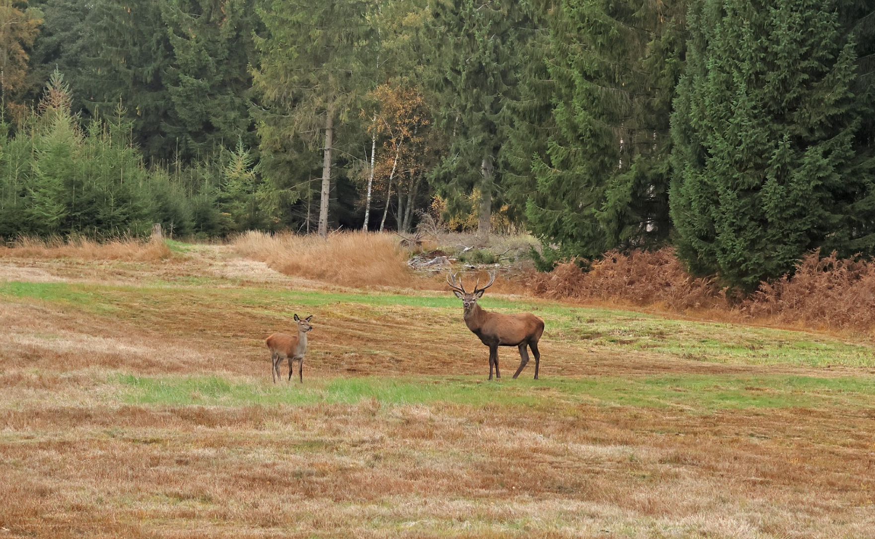 Foto til foredrag om Naturnationalpark Gribskov