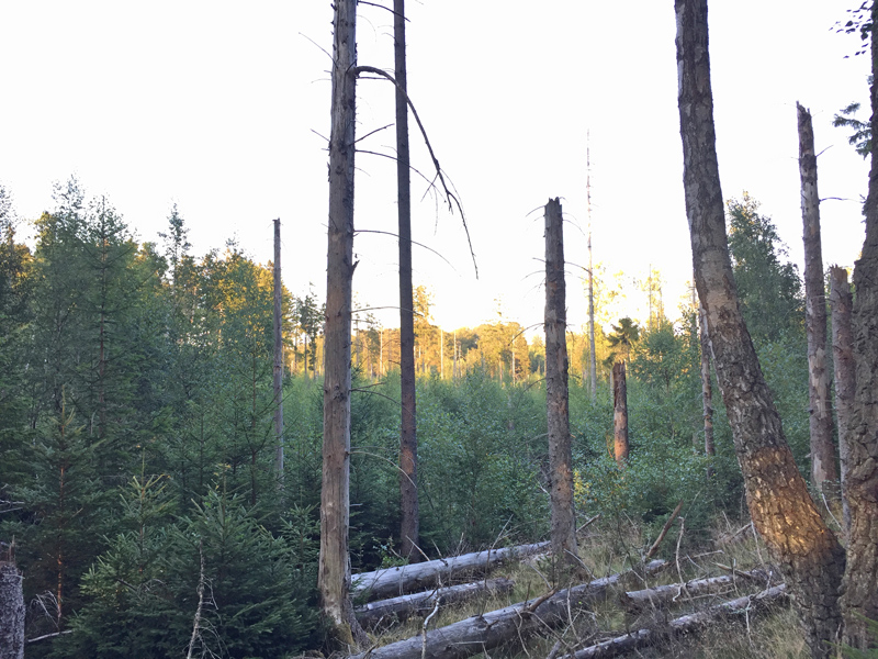 Lysning er groet til LuiseEkberg