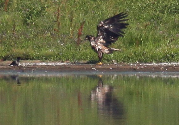 Havorn NN 120813 nederst