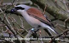 Roedrygget Tornskade PerEkberg 300510