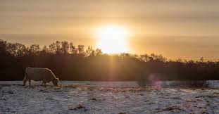 Hellebæk kohave vinter